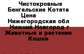 Чистокровные Бенгальские Котята › Цена ­ 15 000 - Нижегородская обл., Нижний Новгород г. Животные и растения » Кошки   